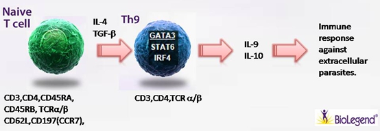 Na?ve T cell 細胞極化之Th9