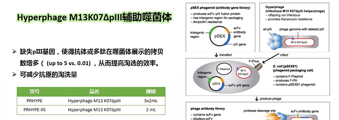 如何提高噬菌體展示文庫(kù)的庫(kù)容?